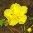 Blütenfoto Nymphoides peltata