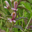 Blütenfoto Odontites vulgaris