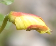 Blütenfoto Oenothera biennis