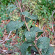 Blätterfoto Oenothera parviflora