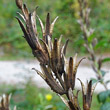 Fruchtfoto Oenothera parviflora