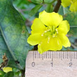 Foto von Besonderheit Oenothera parviflora