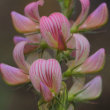 Blütenfoto Onobrychis arenaria