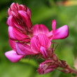Blütenfoto Onobrychis montana