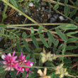 Blätterfoto Onobrychis montana