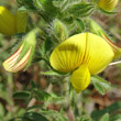 Blütenfoto Ononis natrix