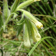 Portraitfoto Onosma pseudoarenaria subsp. helvetica