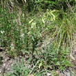 Habitusfoto Onosma pseudoarenaria subsp. helvetica