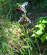 Fruchtfoto Ophrys apifera