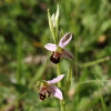 Blütenfoto Ophrys apifera