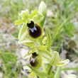 Blütenfoto Ophrys araneola