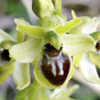 Portraitfoto Ophrys araneola