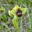 Portraitfoto Ophrys bombyliflora