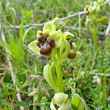 Blütenfoto Ophrys bombyliflora