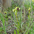 Habitusfoto Ophrys bombyliflora