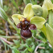 Foto von Besonderheit Ophrys bombyliflora