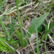 Blätterfoto Ophrys insectifera
