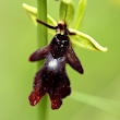 Portraitfoto Ophrys insectifera