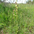Habitusfoto Ophrys insectifera