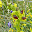 Foto Kelch Ophrys lutea