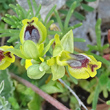 Foto von Besonderheit Ophrys lutea