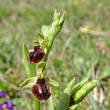 Blütenfoto Ophrys sphegodes