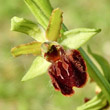 Portraitfoto Ophrys sphegodes