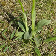 Blätterfoto Ophrys sphegodes