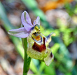 Portraitfoto Ophrys tenthredinifera