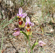 Blütenfoto Ophrys tenthredinifera