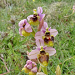 Habitusfoto Ophrys tenthredinifera