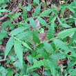 Blätterfoto Oplismenus undulatifolius