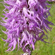 Blütenfoto Orchis italica