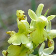 Blütenfoto Orchis pallens