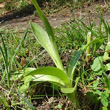 Blätterfoto Orchis pallens