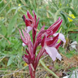 Blütenfoto Orchis papilionacea