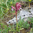 Habitusfoto Orchis papilionacea