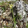Habitusfoto Orchis pauciflora