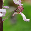 Blütenfoto Orchis purpurea