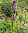 Habitusfoto Orchis purpurea