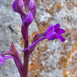 Blütenfoto Orchis quadripunctata