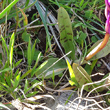 Blätterfoto Orchis quadripunctata