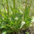 Blätterfoto Orchis ustulata
