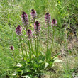 Habitusfoto Orchis ustulata