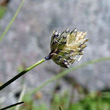 Blütenfoto Oreochloa disticha