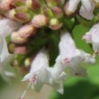 Blütenfoto Origanum vulgare