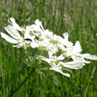 Blütenfoto Orlaya grandiflora