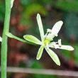 Blütenfoto Ornithogalum pyrenaicum
