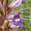 Blütenfoto Orobanche arenaria