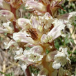 Blütenfoto Orobanche artemisiae-campestris